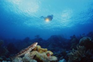Lizzardfish and diver, Bonaire, Nikonos RS with 13mm fish... by Ernst Seeling 